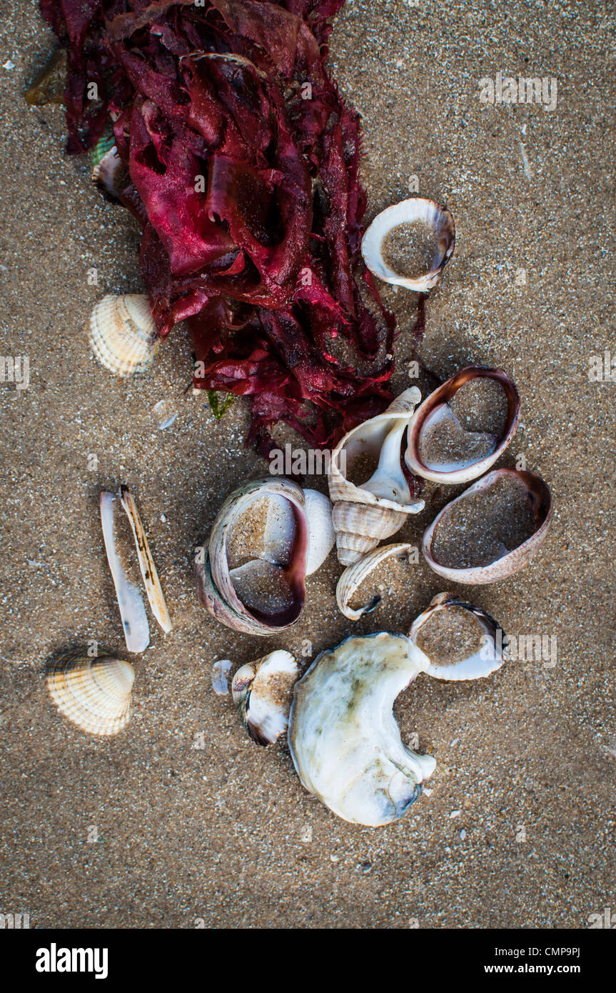 Cerca de conchas de mar sobre la playa con algas rojas. Foto de stock