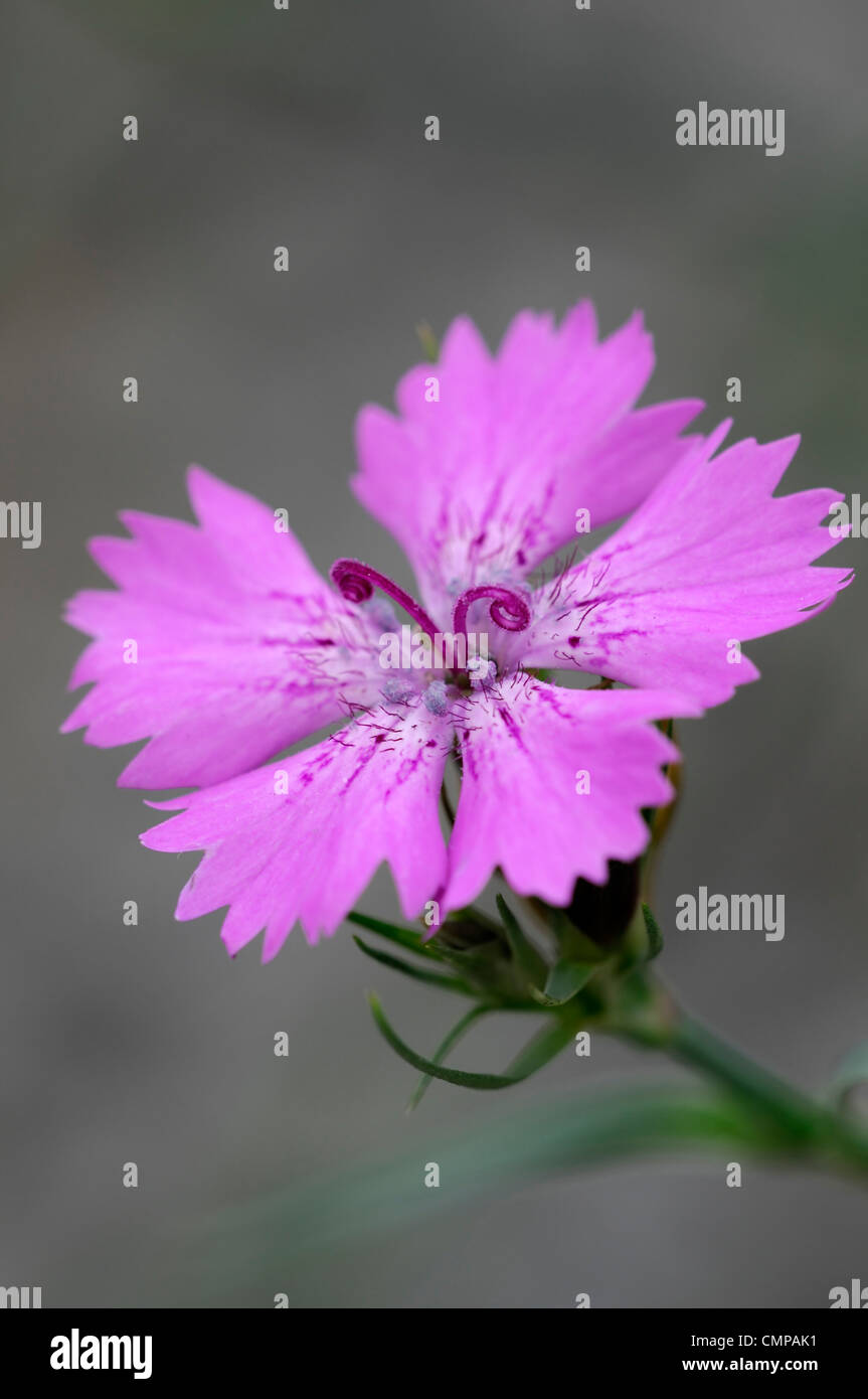 Dianthus carthusianorum pétalos de rosa brillante perennes flores rosas, claveles de junio verano enfoque selectivo closeup plant Foto de stock