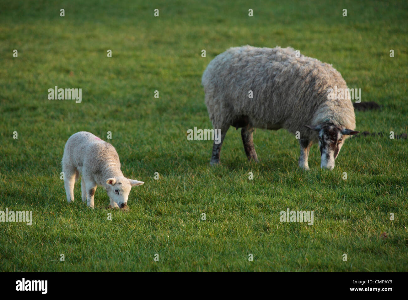 Una oveja y su cordero en un campo Nidderdale, Yorkshire Foto de stock