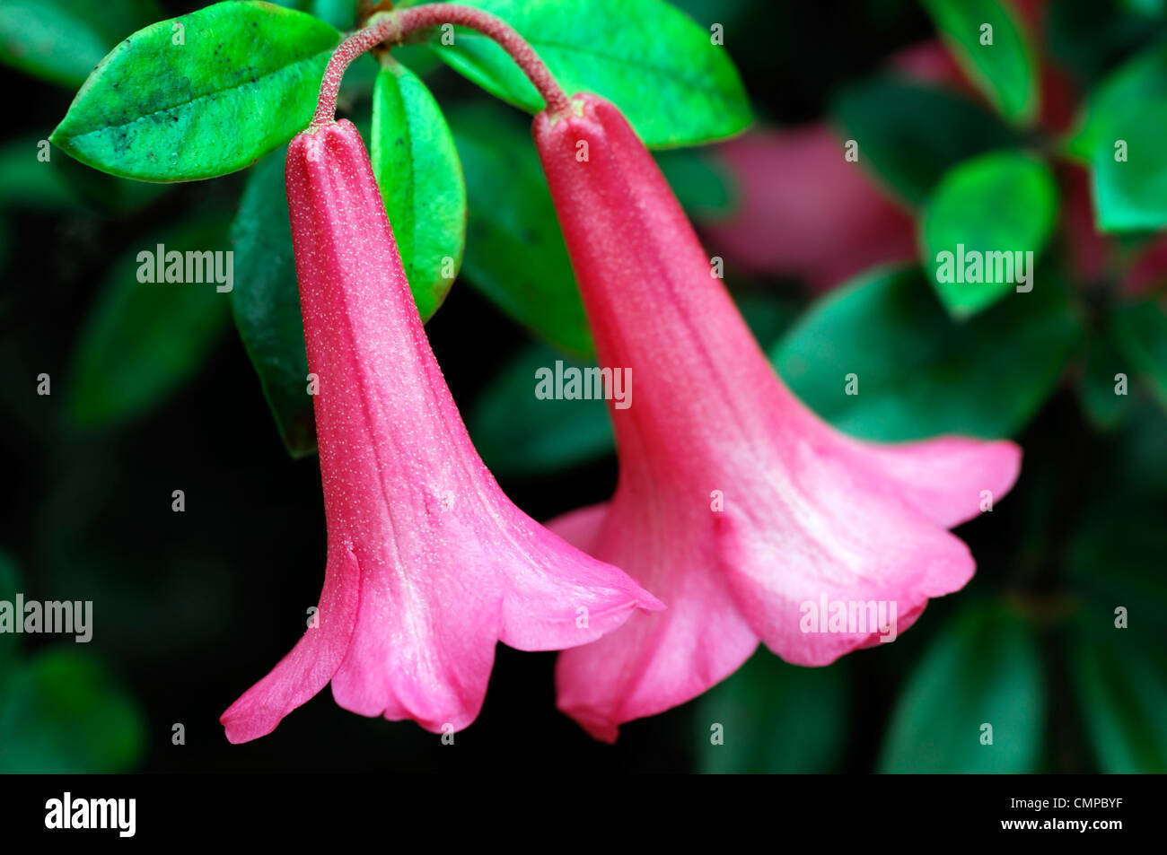 Rhododendron carillón de campanas colgante largo rosa flores flores flores fragantes híbrido vireya Foto de stock