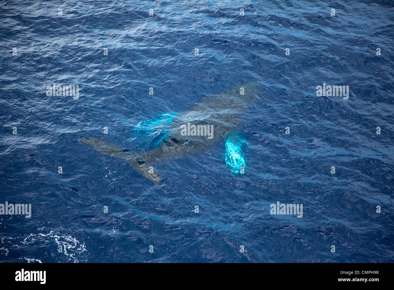 Vista aérea de la amenazada ballena jorobada. Foto de stock