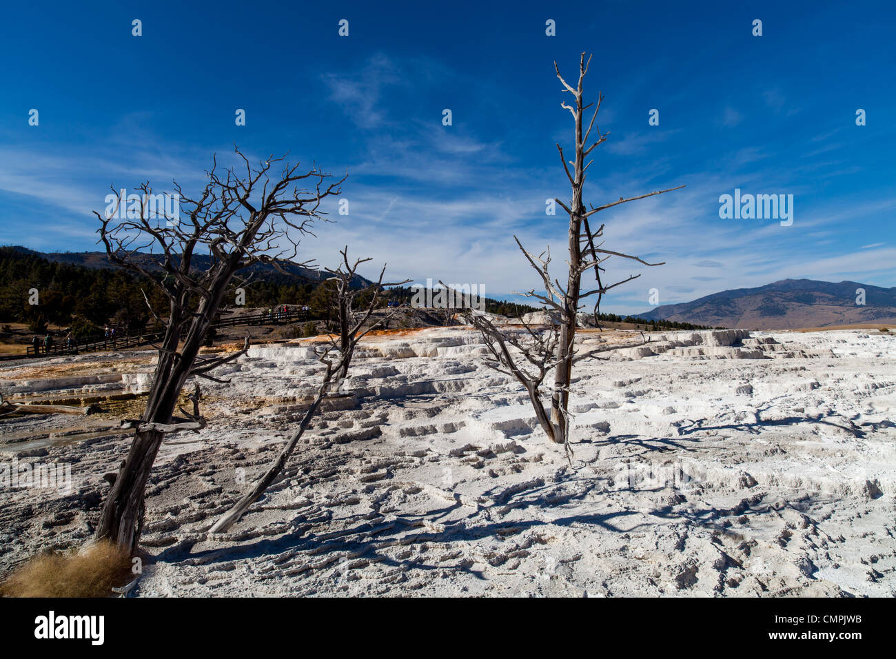 Mammoth Hot Springs es una serie de manantiales en una colina de travertino en el parque nacional de Yellowstone en Wyoming. El travertino fue creado a lo largo de miles de años de depósitos de carbonato de calcio proveniente de las fuentes termales viajar a través de una línea de falla en la piedra caliza. Muchos colores visibles en las terrazas son un resultado del crecimiento de algas en las piscinas calientes que son aproximadamente 170 grados fahrenheit. Foto de stock