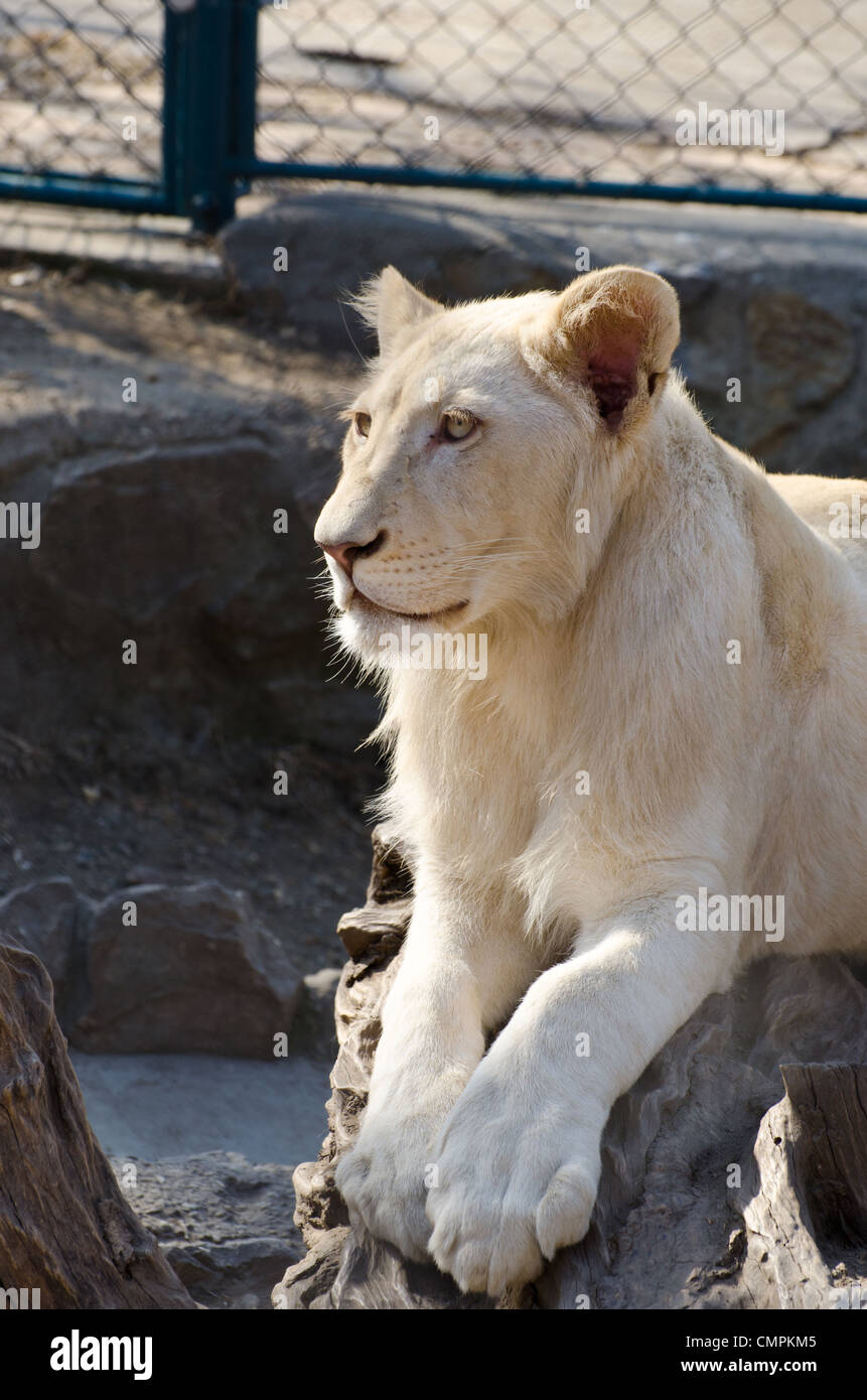 Cachorro de león blanco vertical Foto de stock