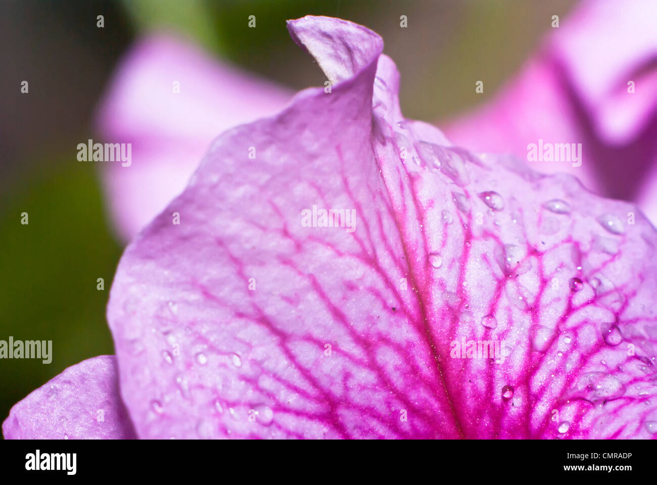 Agua de orquidea fotografías e imágenes de alta resolución Alamy