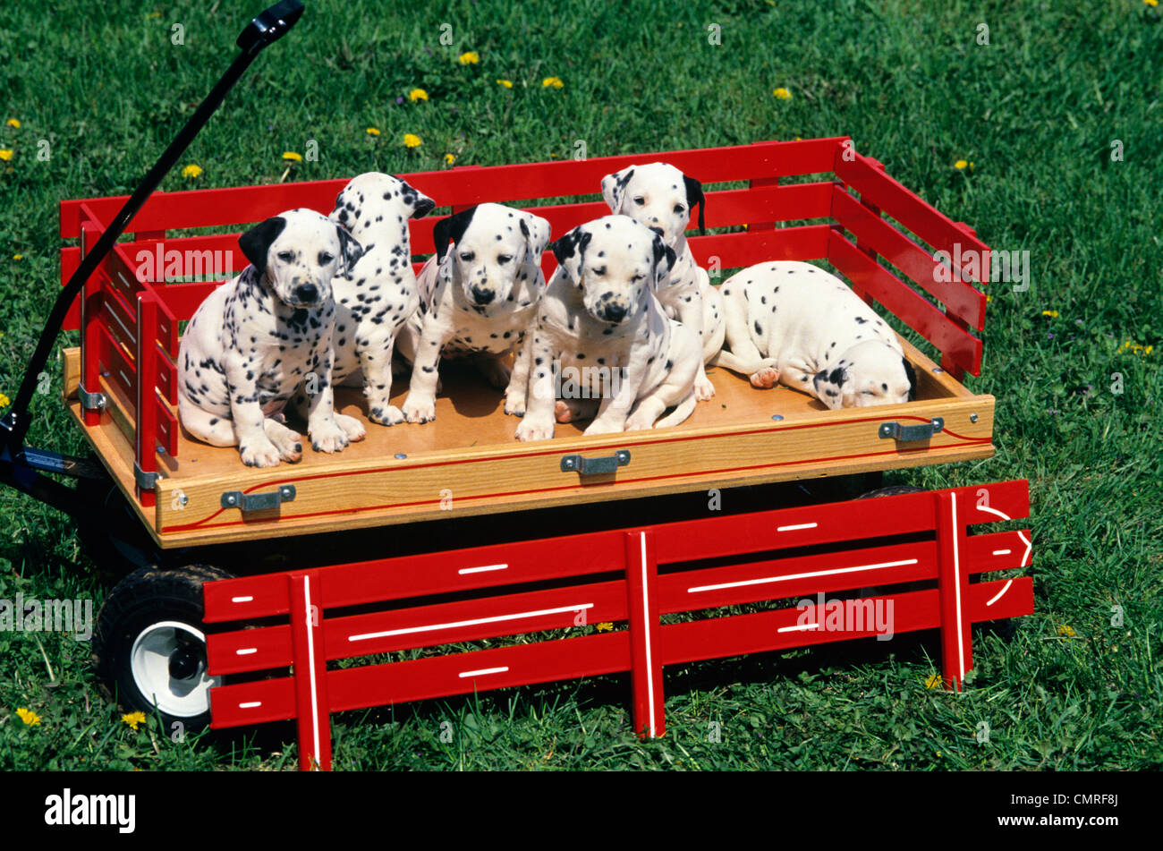 Camada de perros fotografías e imágenes de alta resolución - Página 4 -  Alamy