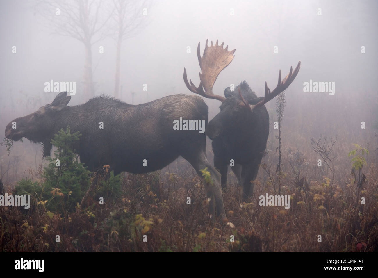 Bull moose sniffing vaca durante rutina, Monte Ernest Laforce, Parque