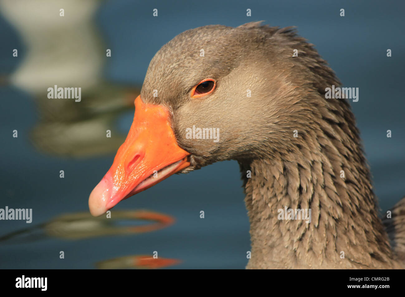 Retrato de un ganso salvaje gris y naranja en el agua Foto de stock
