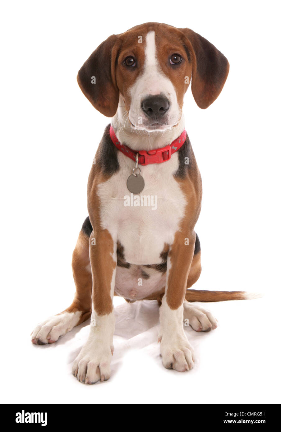 Hamilton Hound solo cachorro sentado en un estudio UK Fotografía de stock -  Alamy