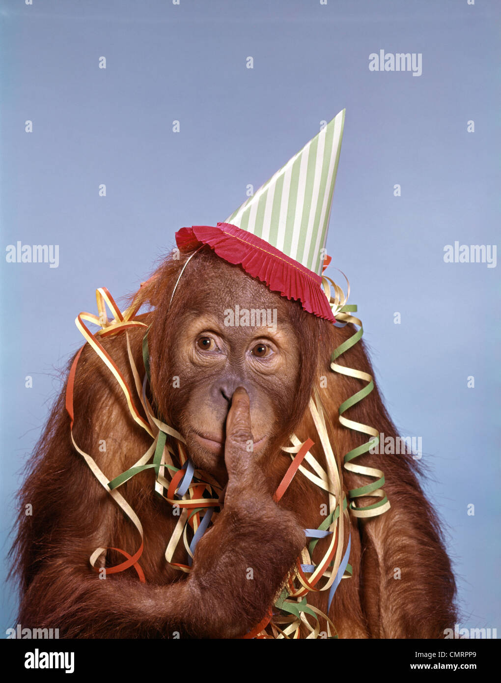 1960 Mono orangután en gorro de fiesta con serpentinas el dedo en la nariz  Fotografía de stock - Alamy