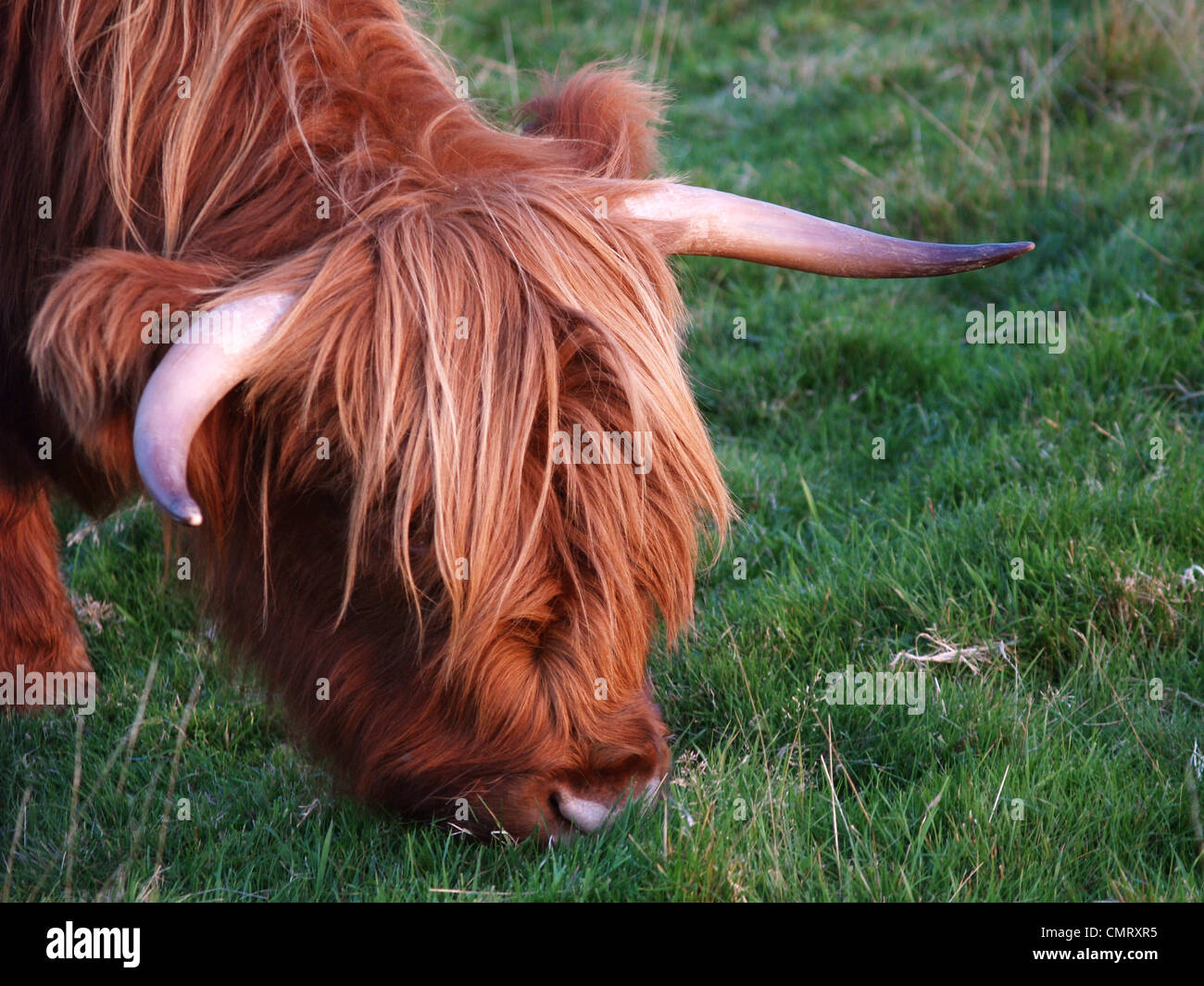 Vaca higland escocesa Foto de stock