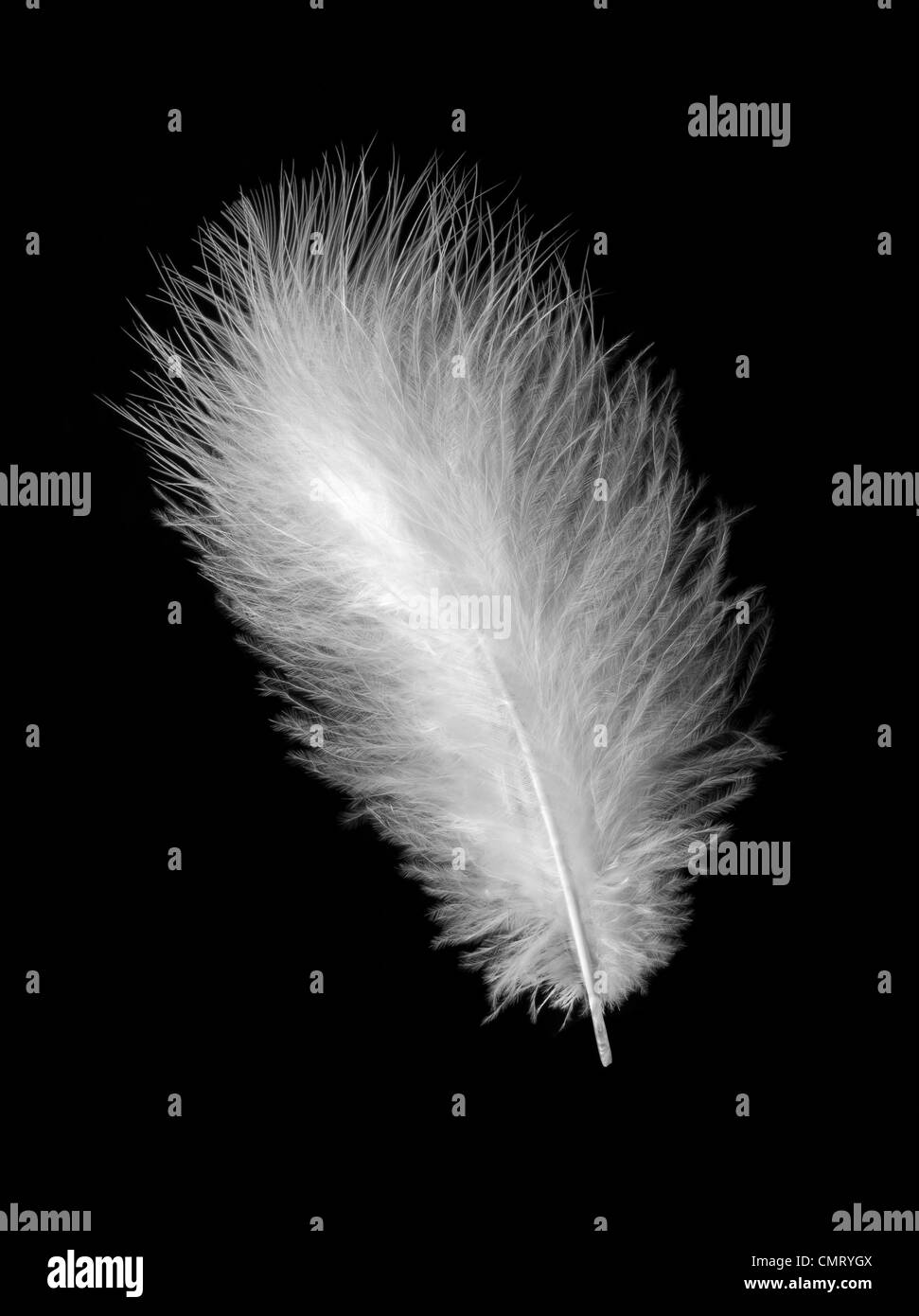Delicadas plumas blancas sobre fondo negro Fotografía de stock - Alamy