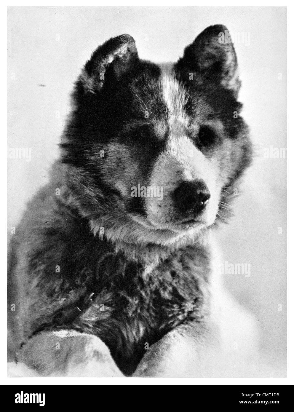 1912 Vida conducir trineos de perros Expedición Polar Scott Expedición Terra Nova, oficialmente la Expedición Antártica Británica Foto de stock