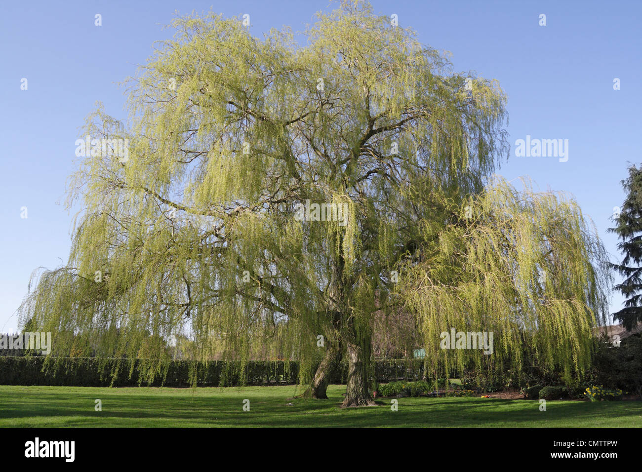 árbol de sauce llorón fotografías e imágenes de alta resolución Alamy