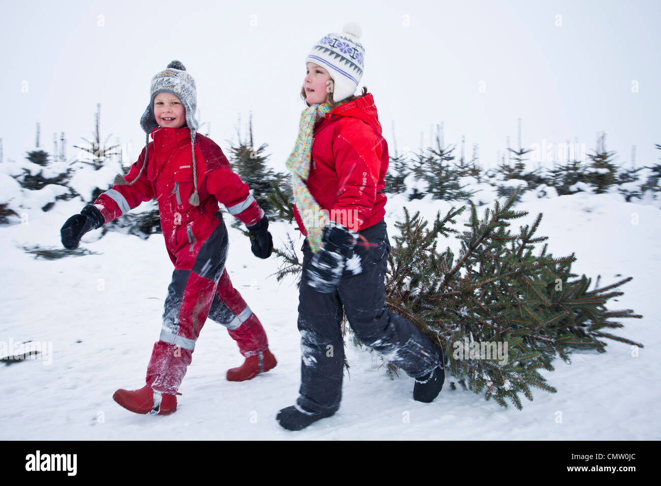 Los niños tirando de árbol de Navidad Foto de stock