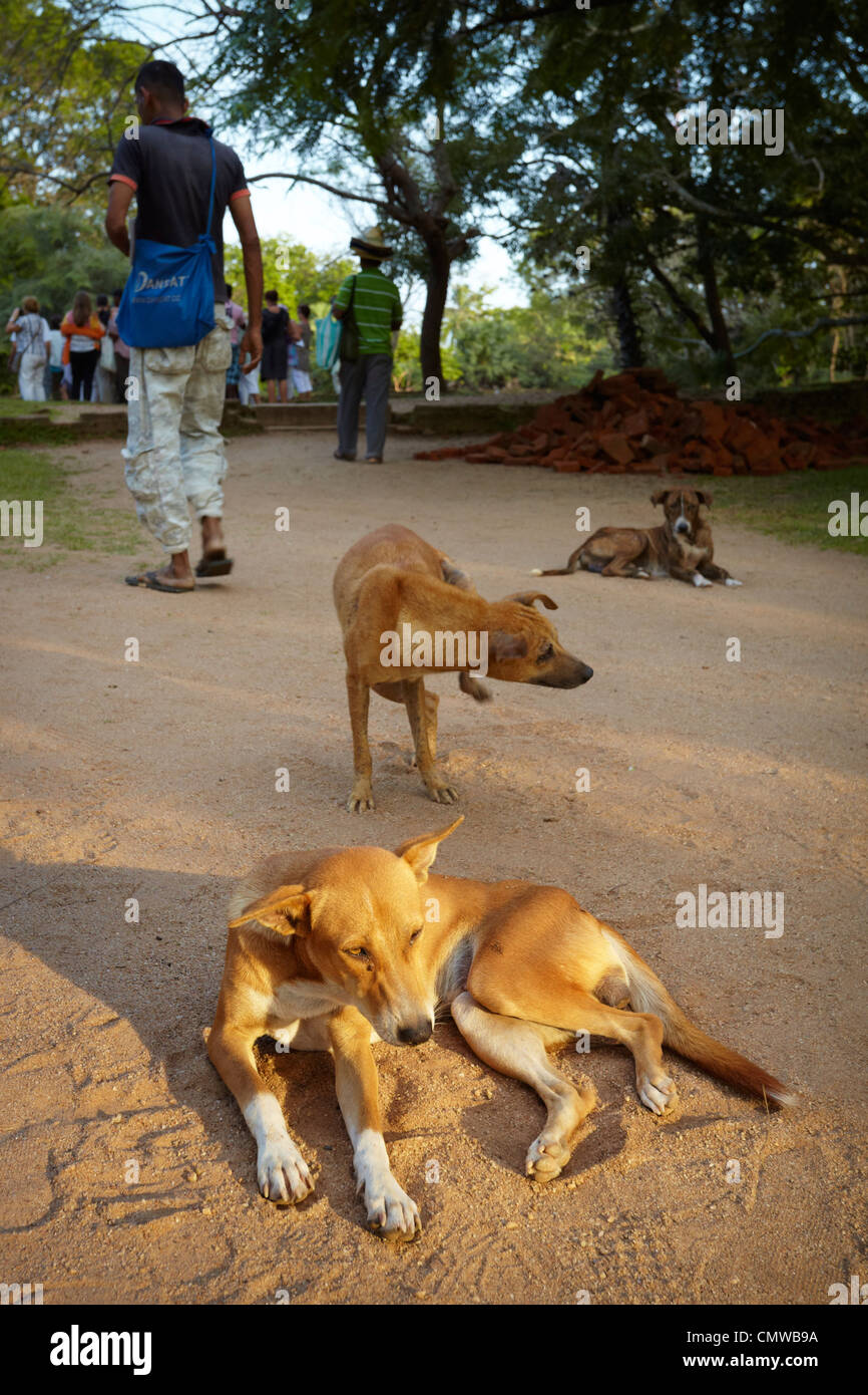 Sri Lanka - Los perros callejeros en las proximidades del barrio histórico Polonnaruwa Foto de stock