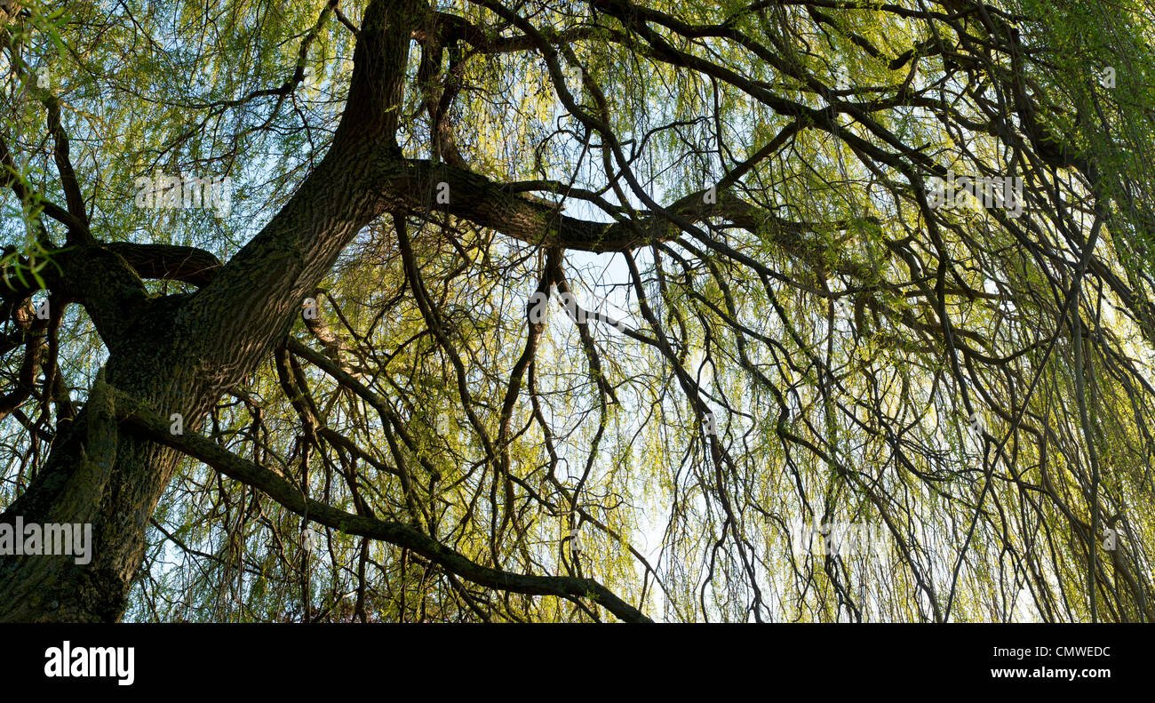 Salix babylonica 'Pendula'. Árbol de sauce llorón. Panorámicas