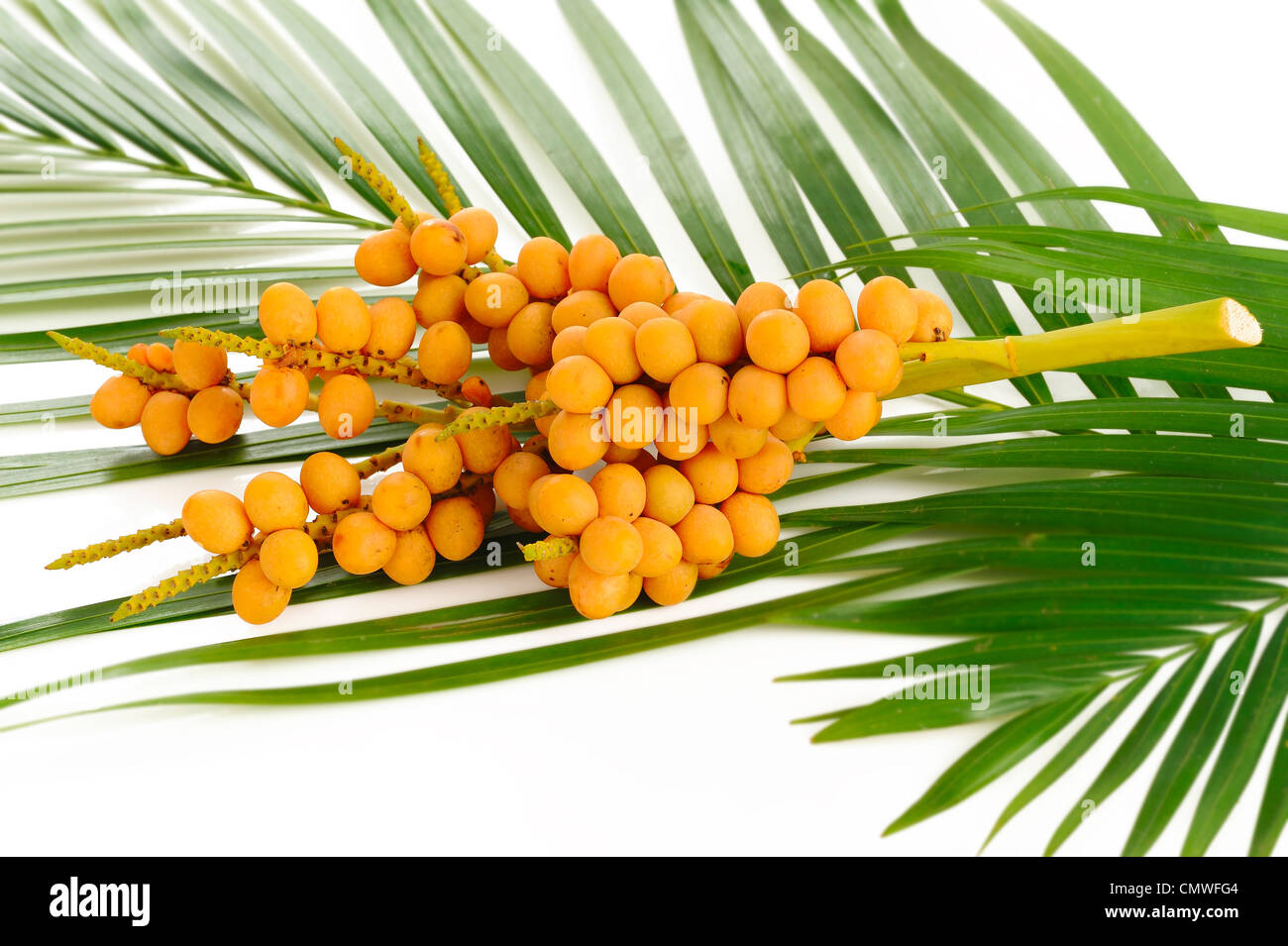 Frutos de palmera sobre fondo blanco Fotografía de stock - Alamy