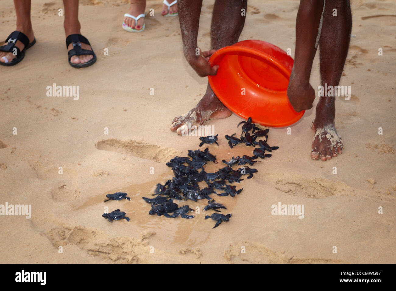 Sri Lanka - Koggala Beach, aldea cerca de Galle, el criadero de tortugas jóvenes realizadas en el océano Foto de stock