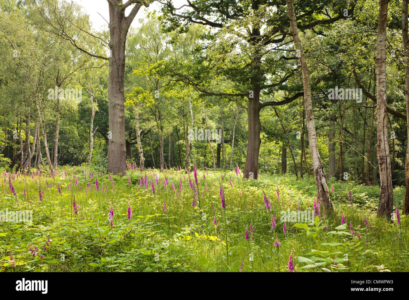 Exuberantes glade con flores silvestres en una escena de bosque Foto de stock