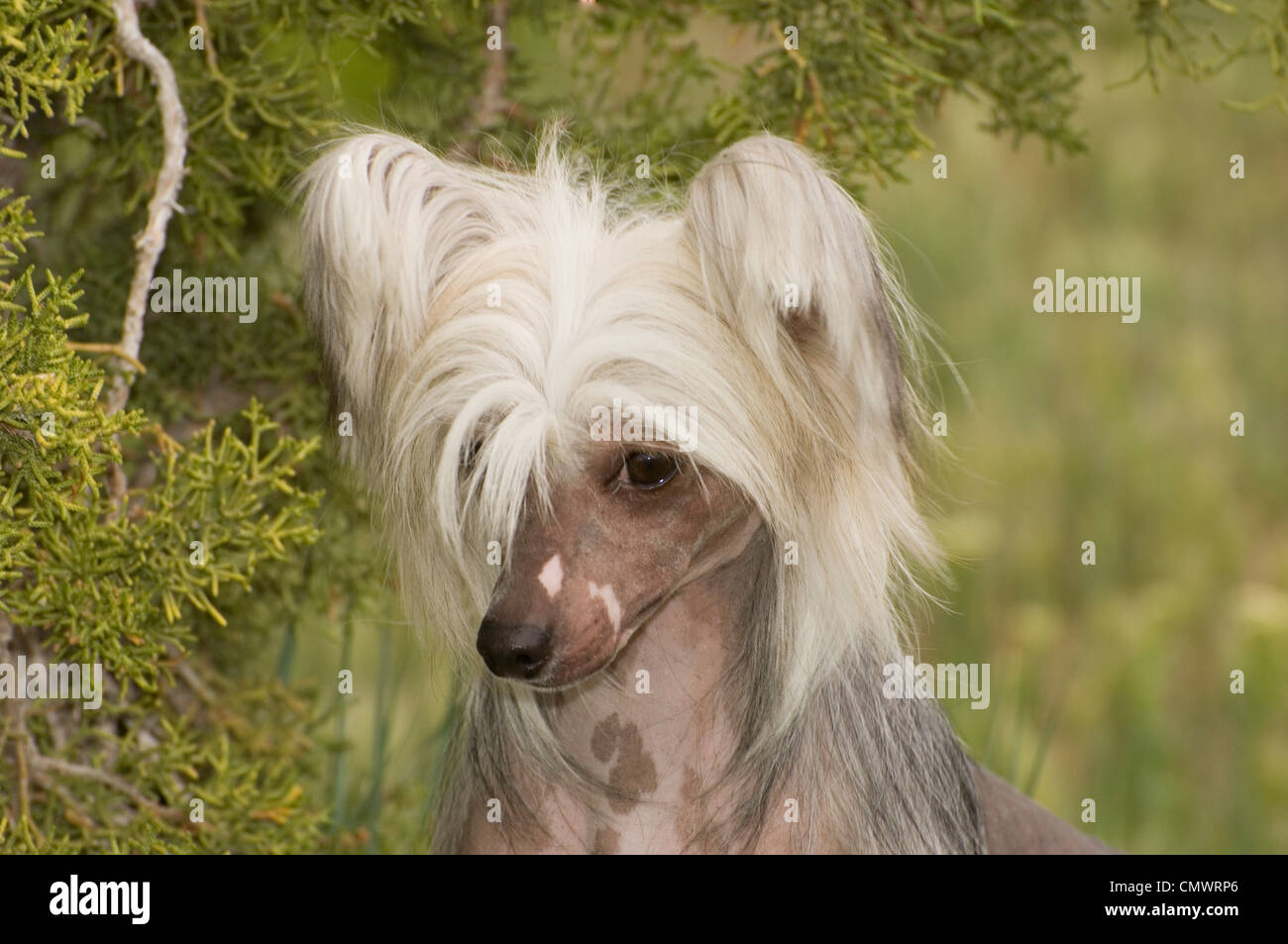 Perro crestado chino calvo fotografías e