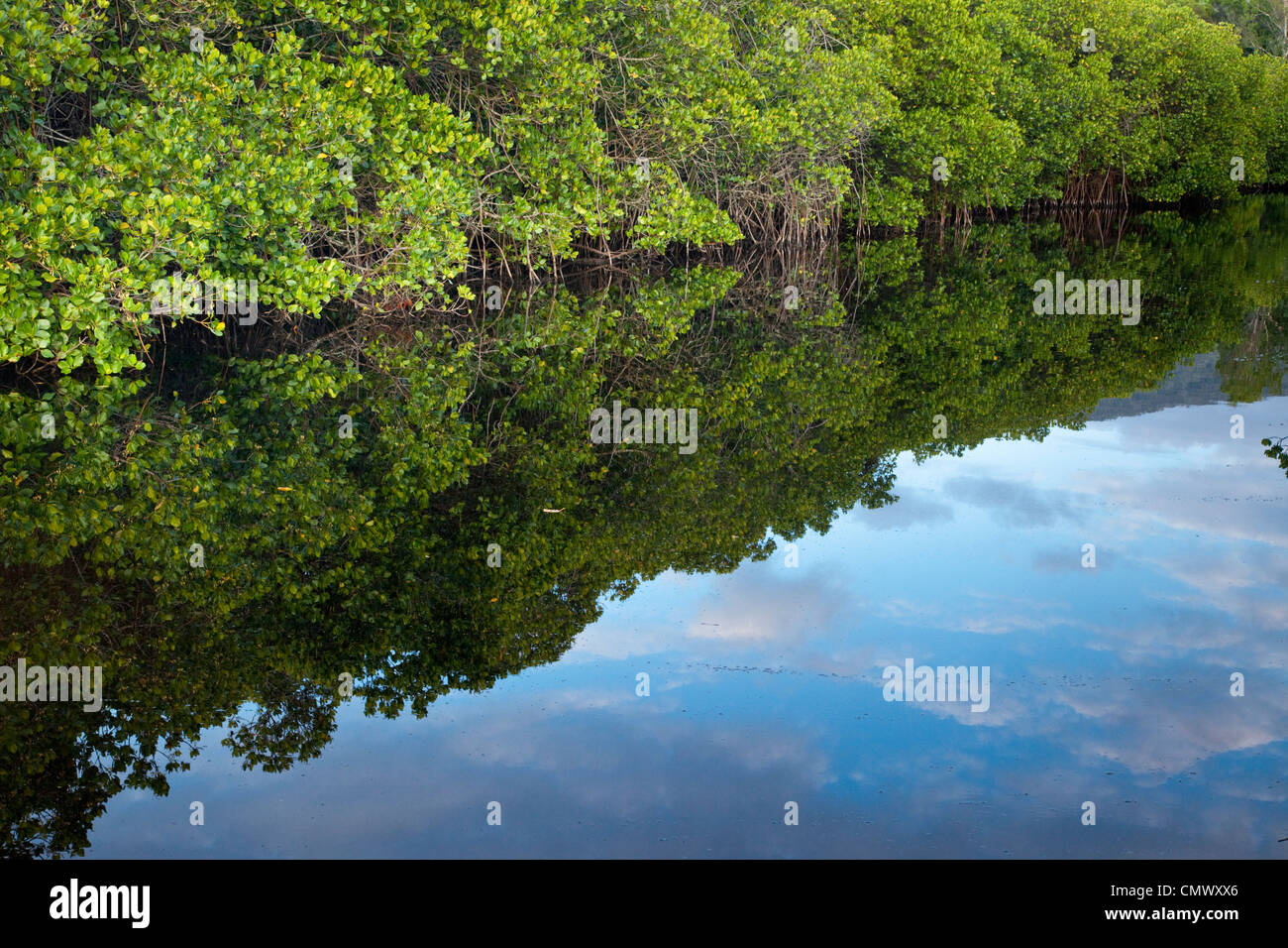 Vía navegable bordeada de manglares. Kewarra Beach, Cairns, Queensland, Australia Foto de stock
