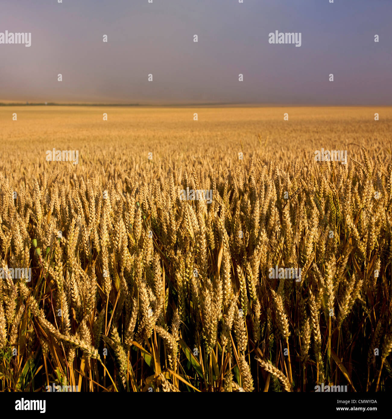 Campo de trigo al atardecer Foto de stock