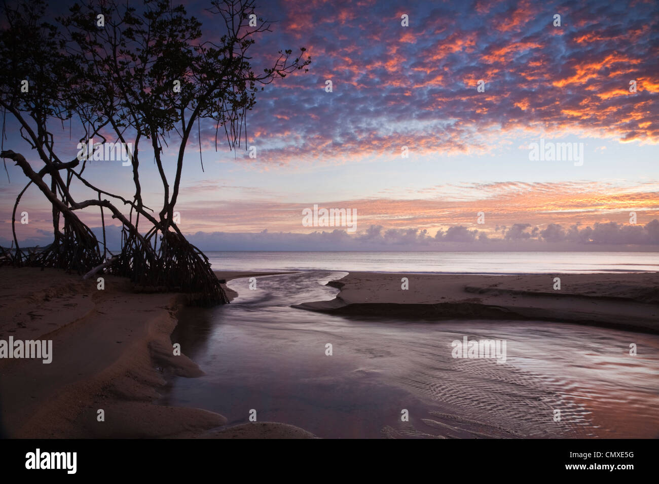 Árboles de mangle en la playa al amanecer. Kewarra Beach, Cairns, Queensland, Australia Foto de stock