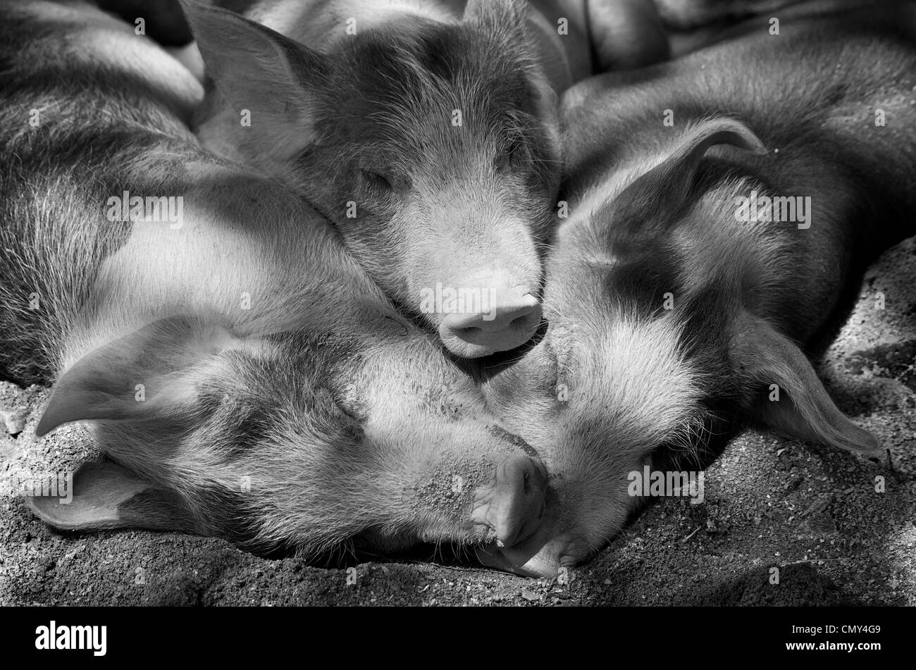 Los tres cerditos durmiendo unos contra otros en la sombra, el Zoológico de Granby, Granby, Quebec Foto de stock