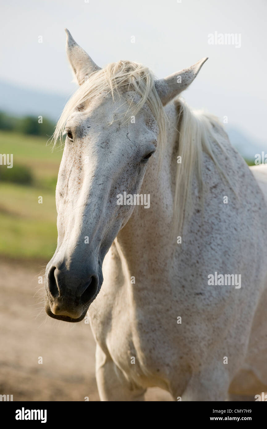La mitad Lipizzan horse Foto de stock