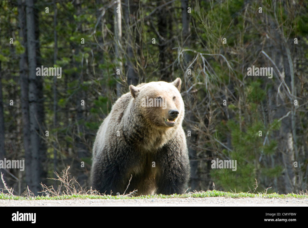 Grizzly Bear, el Parque Nacional de Kootenay, British Colombia, Canadá Foto de stock