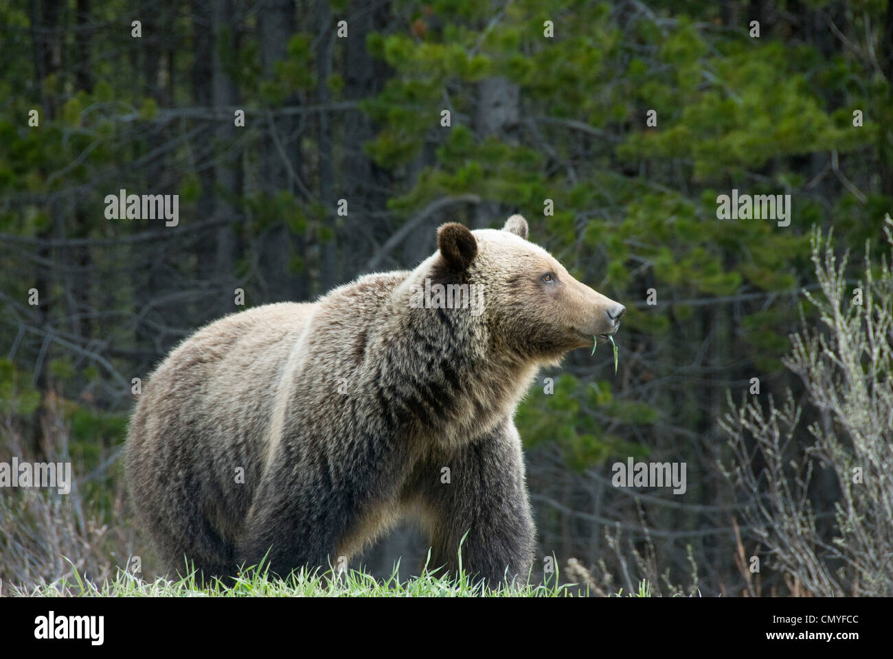 Grizzly Bear, el Parque Nacional de Kootenay, British Colombia, Canadá Foto de stock