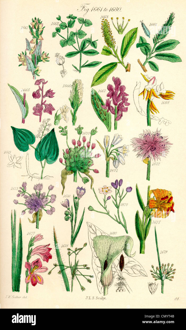 Británico de flores silvestres-houndstongue 20 Semillas Británico de flores silvestres-houndstongue 20 Semillas