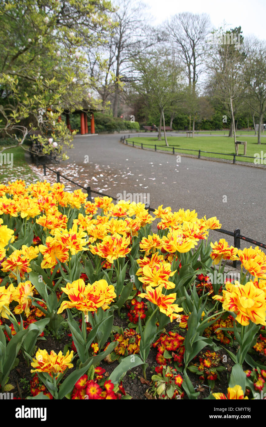Tulip flores en St Stephen's Green Park en Dublín Irlanda Foto de stock