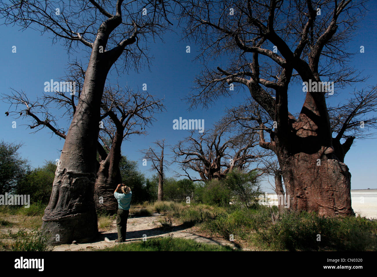 Un turista fotografías Thomas Baines baobabs en el parque nacional de Nxai en Botswana. Foto de stock