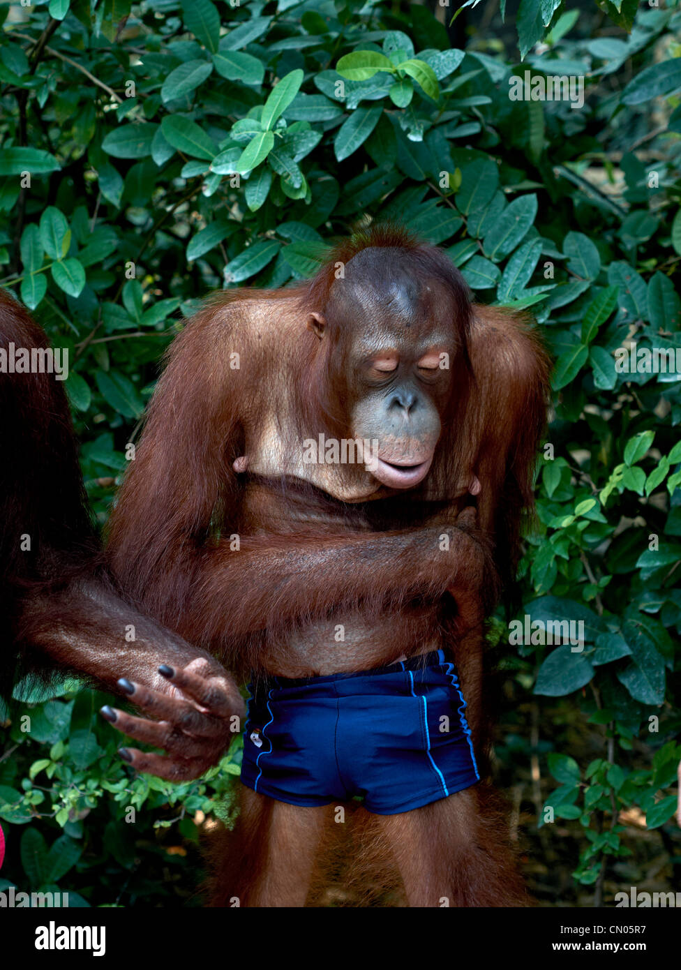 Orangután vestido con pantalones cortos para mostrar turístico. Safari  World Bangkok Thailand Fotografía de stock - Alamy
