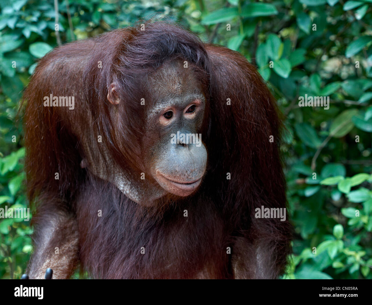 Los grandes simios orangután. Foto de stock