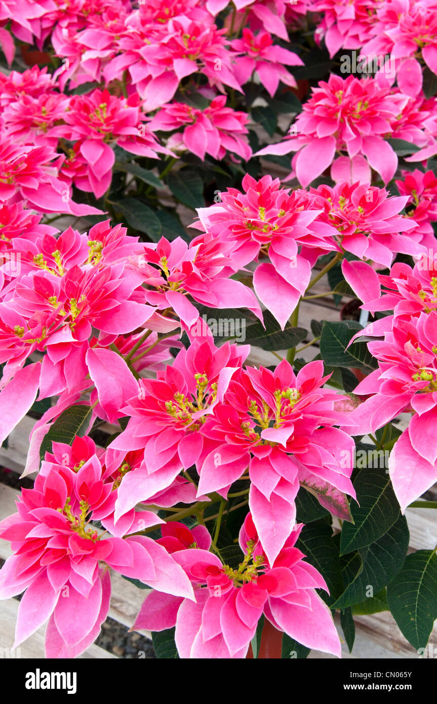 Flor de poinsettia, Navidad Foto de stock