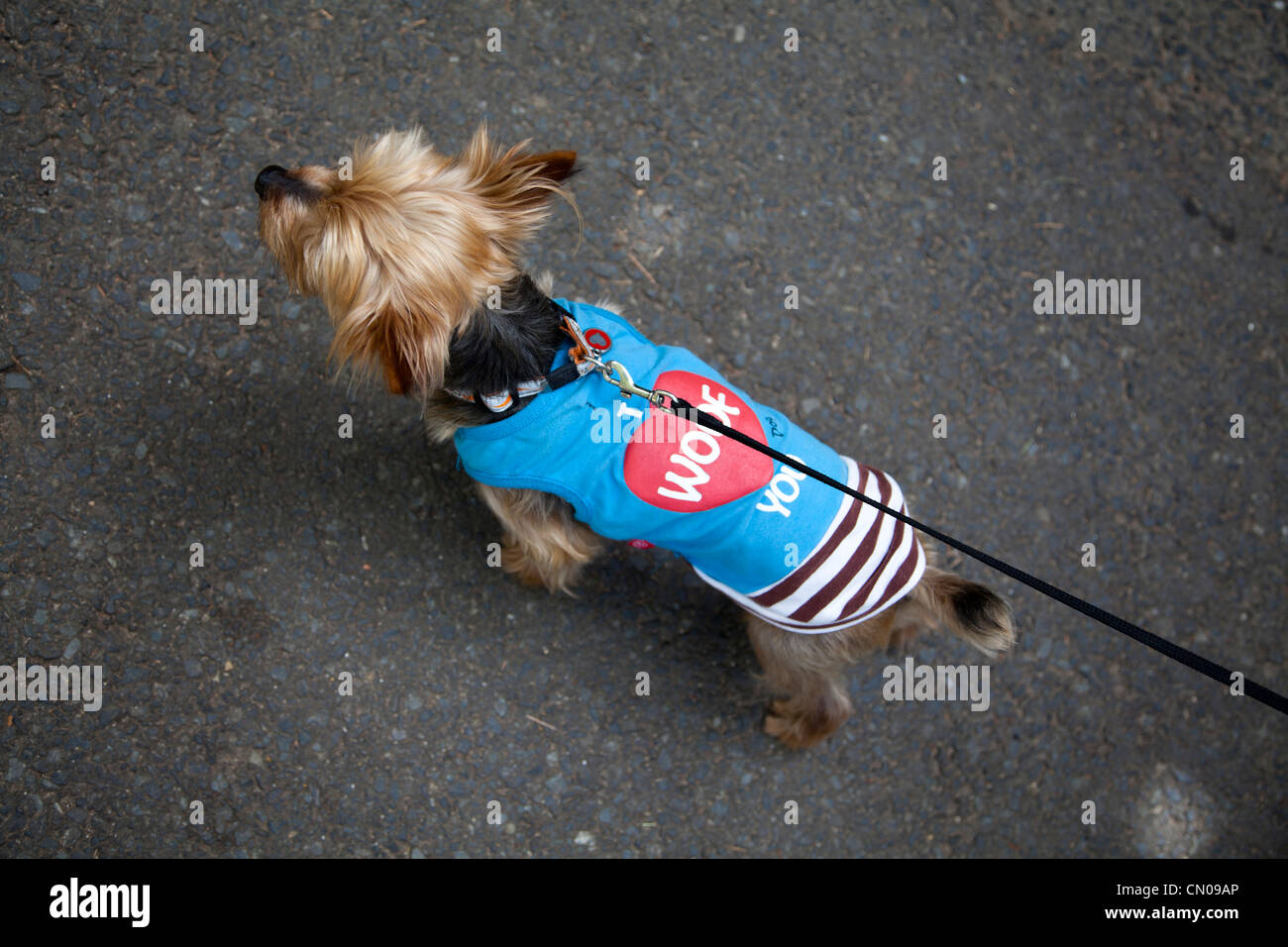 I woof you fotografías e imágenes de alta resolución - Alamy