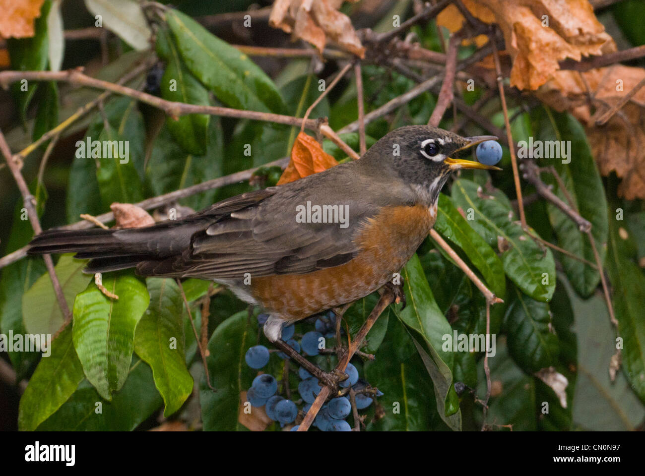 American Robin (Turdus migratorius) es un pájaro migratorio disfrutando los frutos de la uva silvestre, California Foto de stock