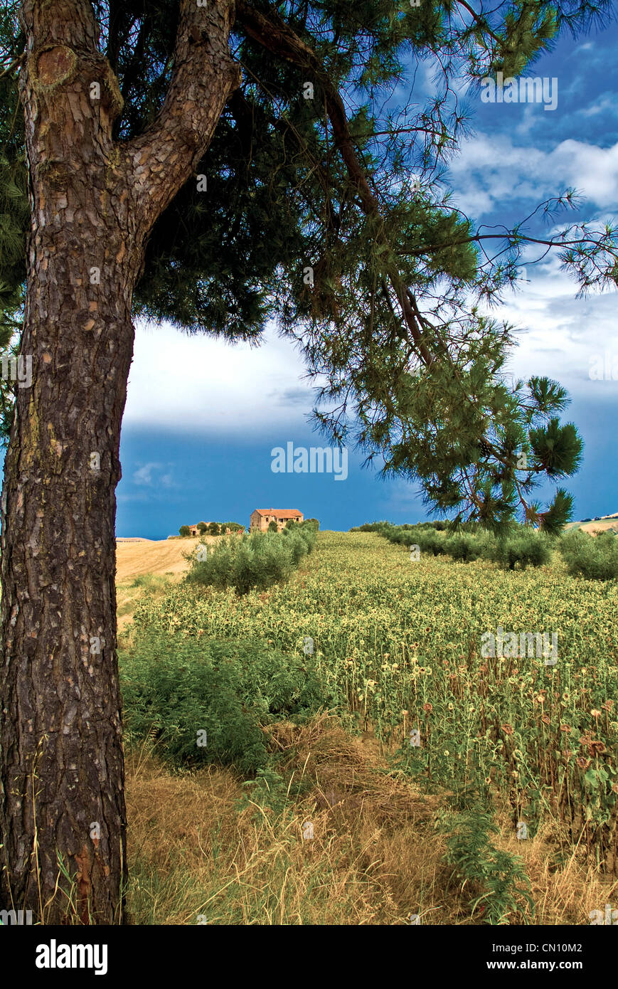 Italia Abruzos provincia de Teramo paisaje con girasoles y granja Foto de stock