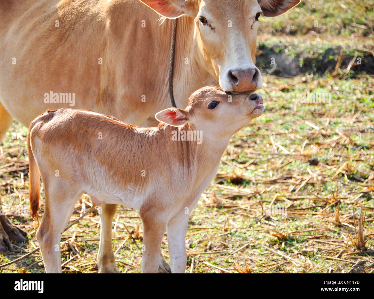 Agricultura, ganadería, baby, bovino, Brown, terneros, vacas, Foto de stock