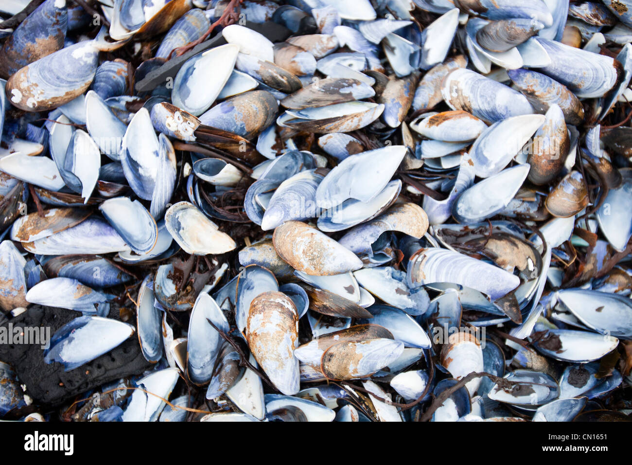 Portnalong conchas en la playa, en la Isla de Skye, Escocia, Reino Unido. Foto de stock