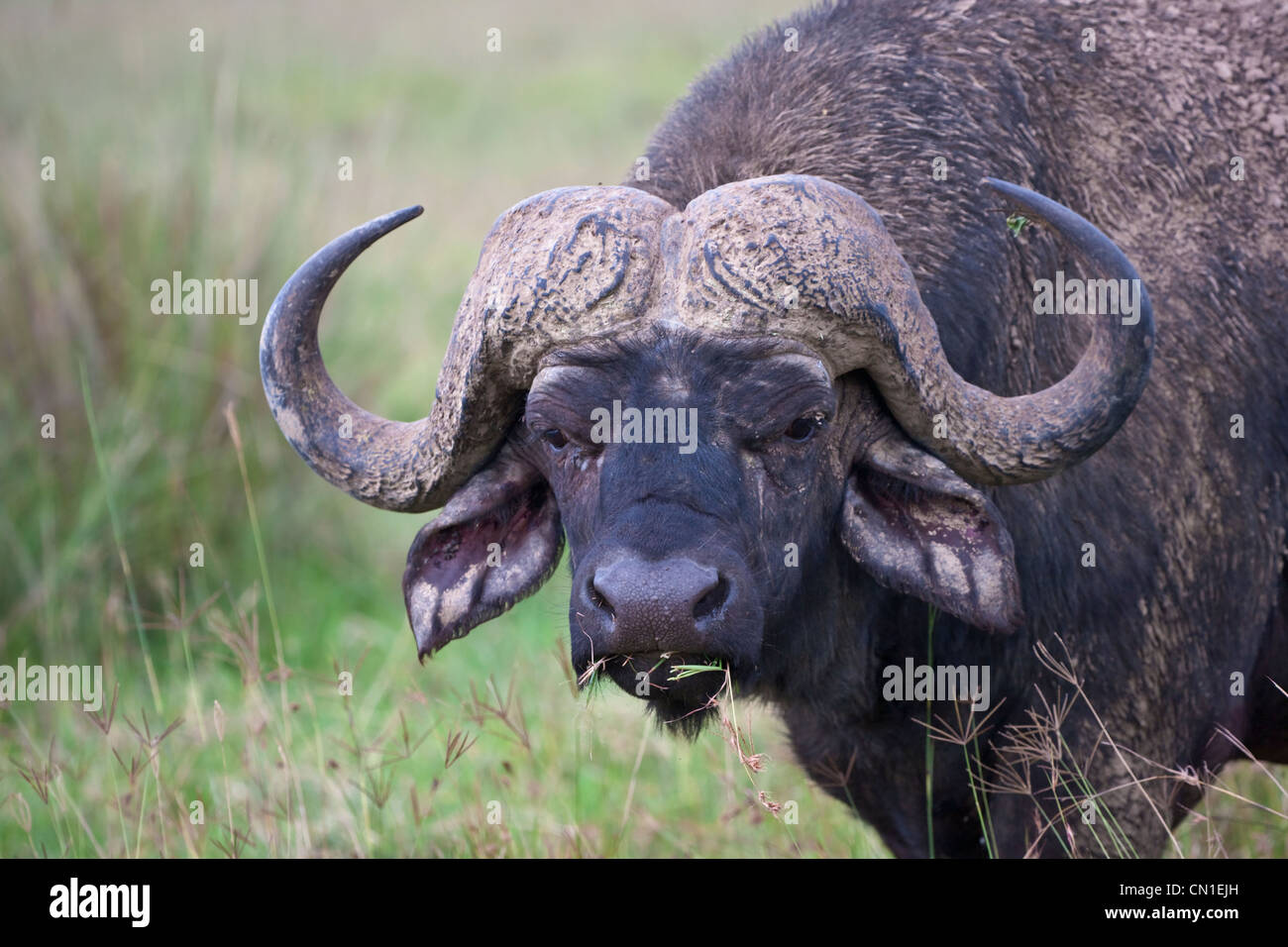El búfalo africano (Syncerus caffer) cubierto de barro, en Nakuru, Kenya Foto de stock