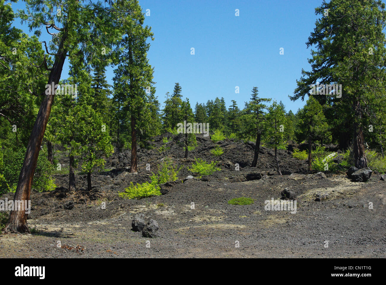 Árboles en terrenos volcánicos, Cascade Range, Deschutes National Forest, Oregón Foto de stock