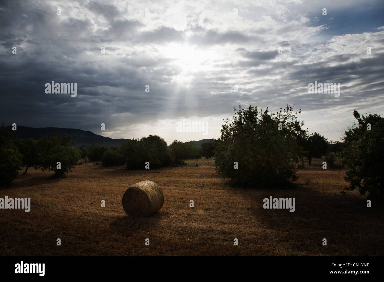 Los fardos de heno en el campo, Mallorca, España Foto de stock