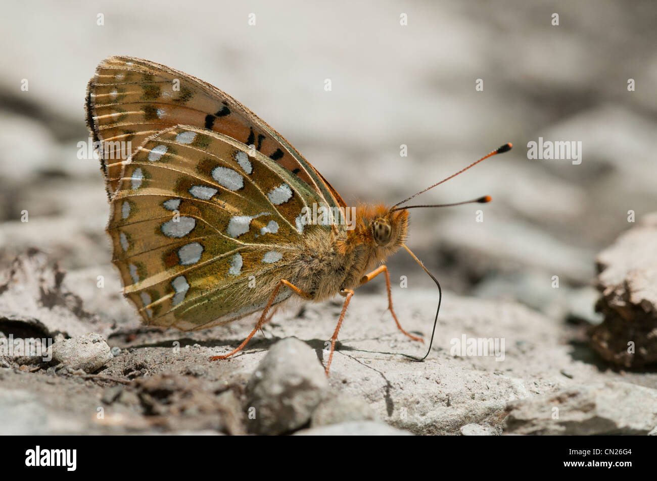 Las mariposas que buscan y lamer la humedad salada en Arroyo barro en los Pirineos, España Foto de stock