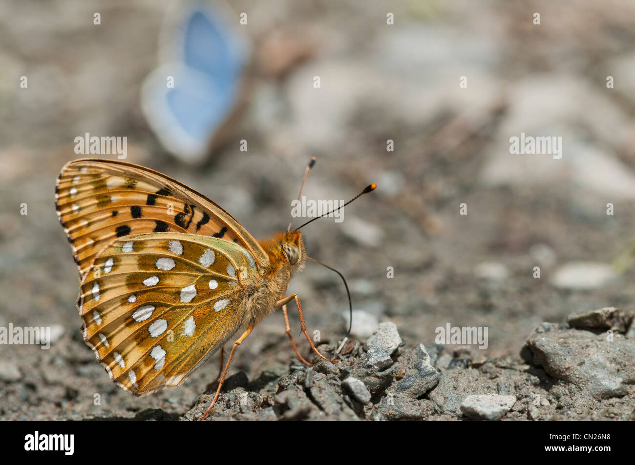 Las mariposas que buscan y lamer la humedad salada en Arroyo barro en los Pirineos, España Foto de stock