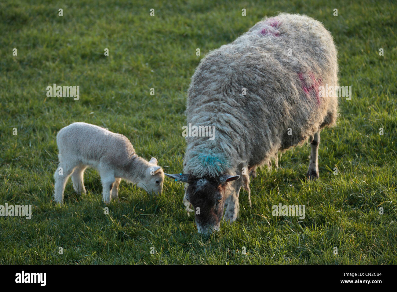 Una oveja y su cordero en un campo Nidderdale, Yorkshire Foto de stock