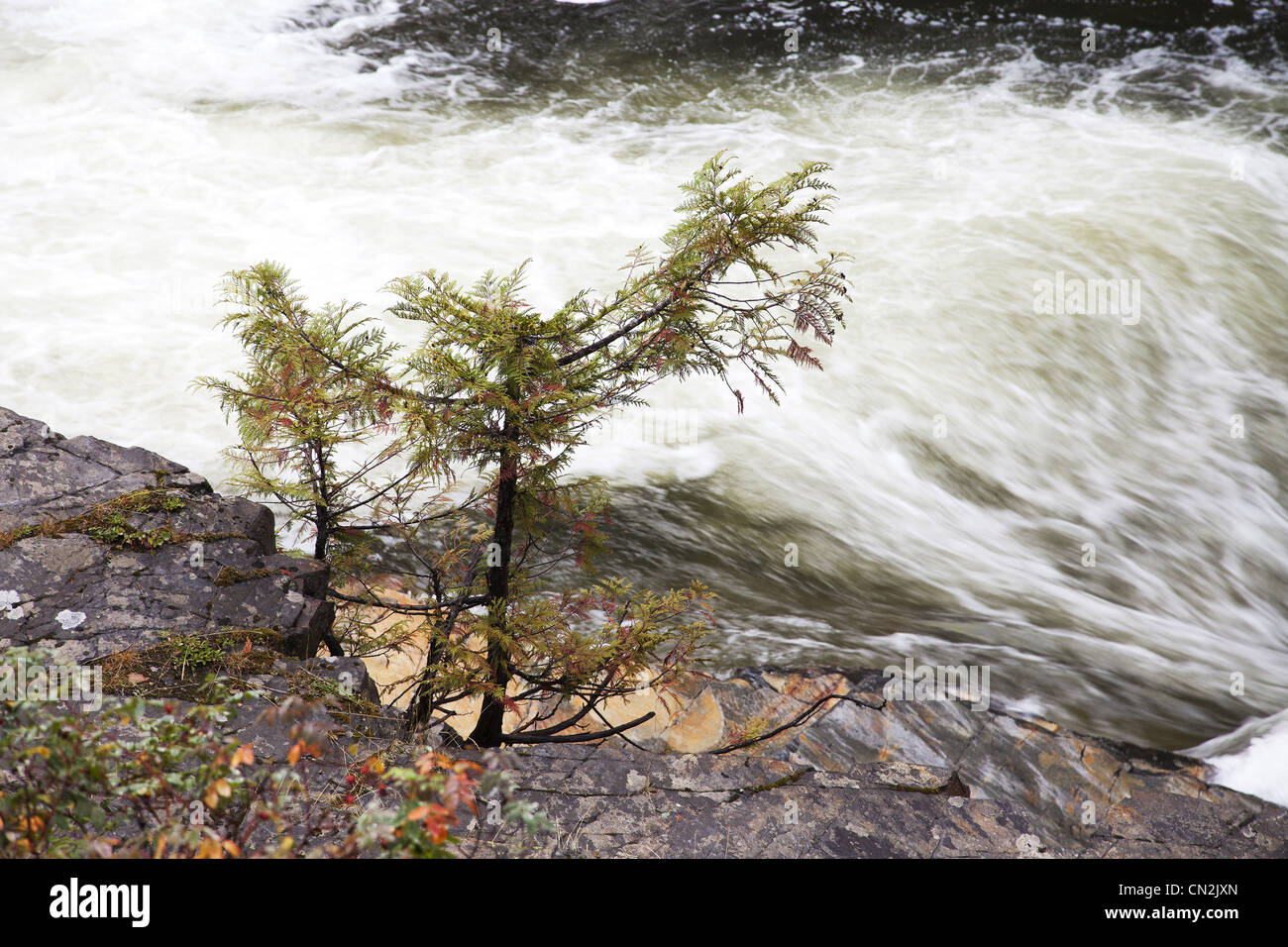Árbol pequeño junto al río Rapids, Montana, EE.UU. Foto de stock