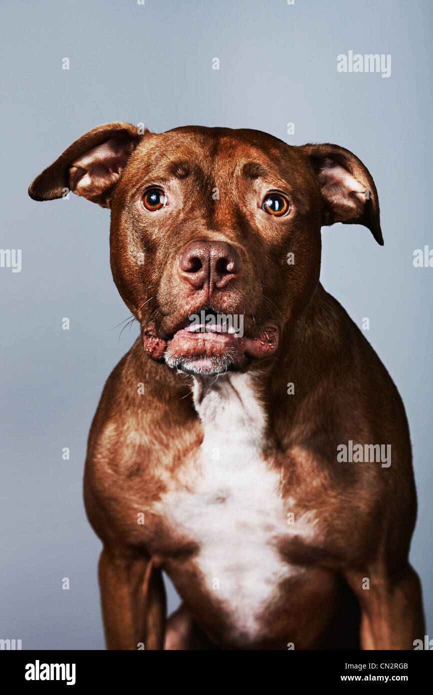 Pitbull Marron Fotos E Imagenes De Stock Alamy Pitbull Marron Fotos E Imagenes De Stock Alamy